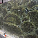 Vitoria Regia χαλαζίτης